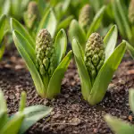 Akli pumpuri sulīgu ziedkopu vietā un galvenās kļūdas, stādot hiacintes akli-pumpuri-suligu-ziedkopu-vieta-un-galvenas-kludas-stadot-hiacintes.png