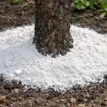 Bagātīgas plūmju ražas noslēpums slēpjas vienā pavasara pulverī bagatigas-plumju-razas-noslepums-slepjas-viena-pavasara-pulveri.png