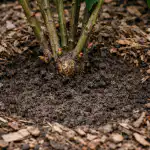 Kā panākt, lai rozes lieliski zied pavasarī pat dziļā ēnā ka-panakt-lai-rozes-lieliski-zied-pavasari-pat-dzila-ena.png