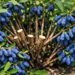 Kā pareizi atzarojot sausserdis nes augļus trīs reizes vairāk ka-pareizi-atzarojot-sausserdis-nes-auglus-tris-reizes-vairak.png