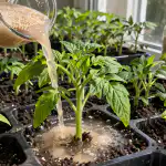 Kāpēc pieredzējuši dārznieki baro pavasara stādus ar parasto maizes raugu? kapec-pieredzejusi-darznieki-baro-pavasara-stadus-ar-parasto-maizes-raugu.png