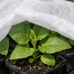 Noslēpums, kā glābt baklažānu stādus no vīšanas pavasara saulē noslepums-ka-glabt-baklazanu-stadus-no-visanas-pavasara-saule.png