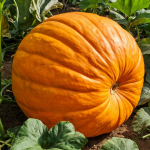 Slepenā metode milzīga ķirbja audzēšanai pavasarī bez papildu piepūles slepena-metode-milziga-kirbja-audzesanai-pavasari-bez-papildu-piepules.png