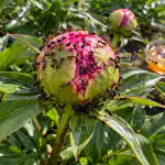 Slepena metode peoniju aizsardzībai no skudrām pavasarī bez kaitīgām ķīmiskām vielām slepena-metode-peoniju-aizsardzibai-no-skudram-pavasari-bez-kaitigam-kimiskam.png